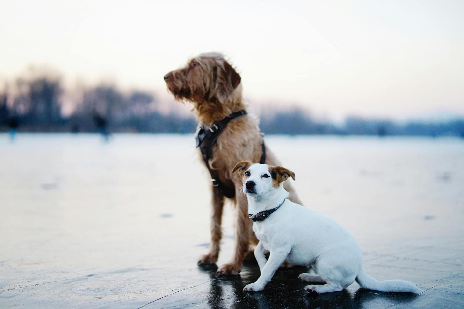 Dog & Cat Vets in Freeman