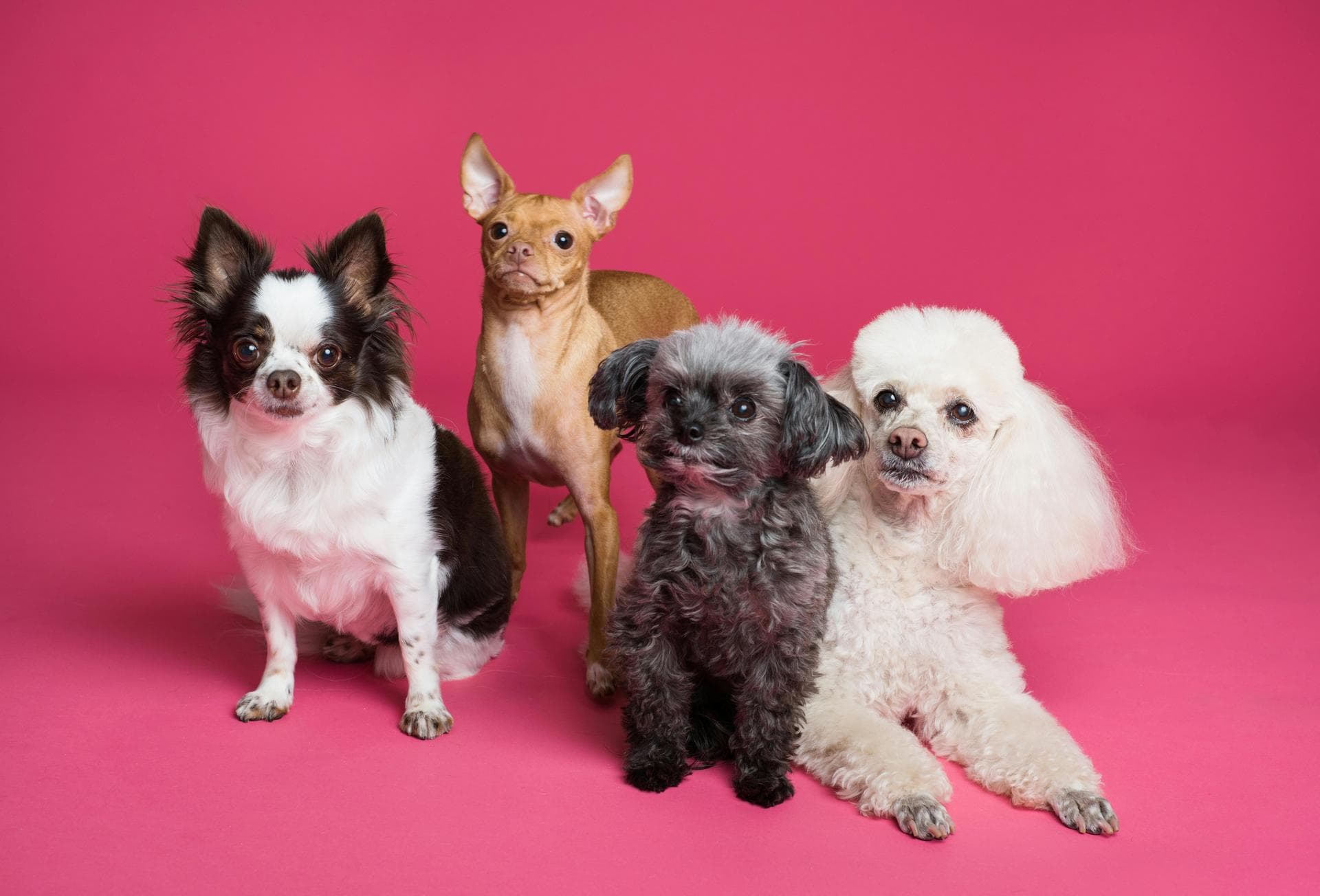 Dog & Cat Vets in Presho