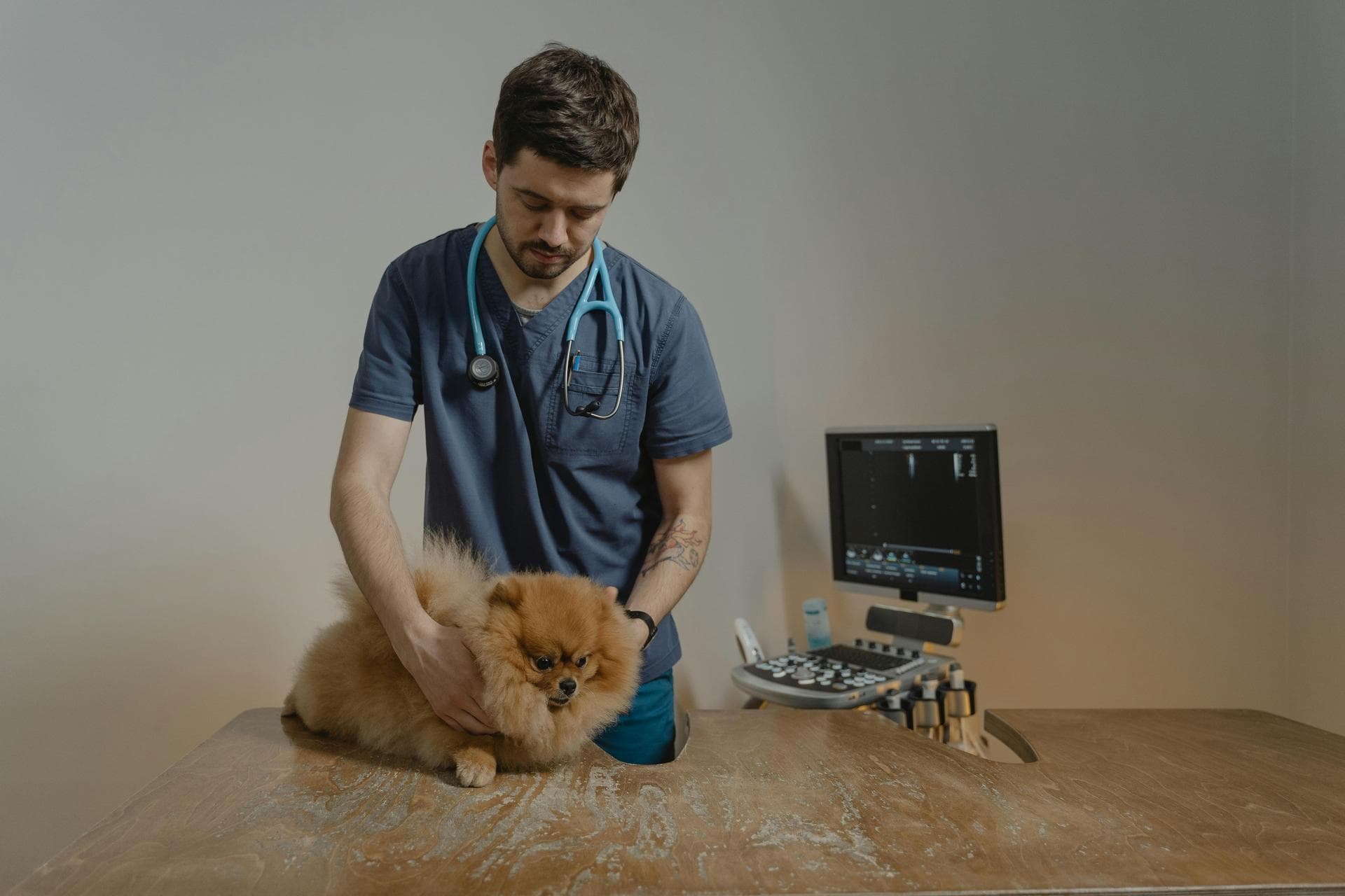 Emergency vets in Freeman