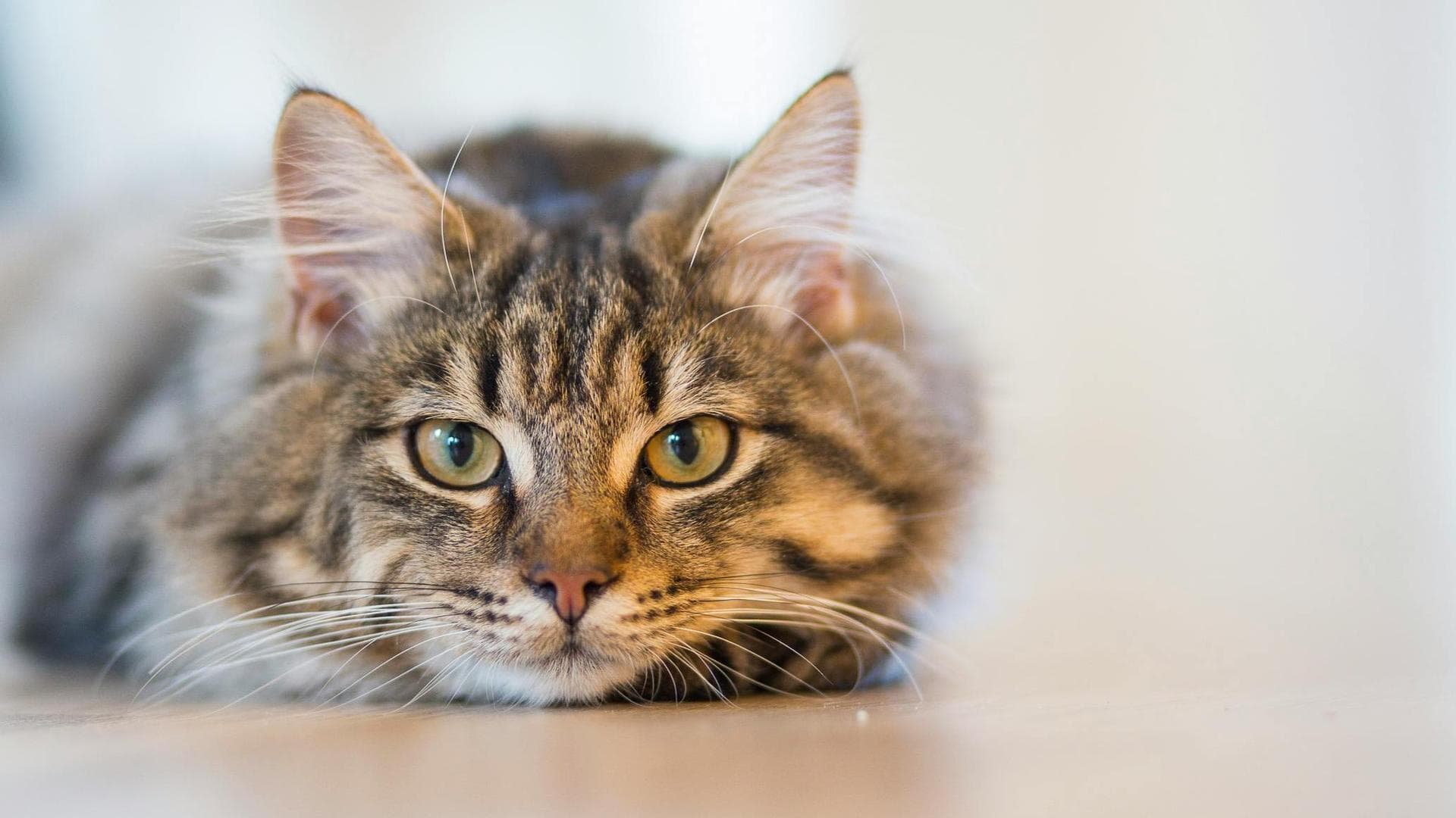 Dog & Cat Vets in Redfield